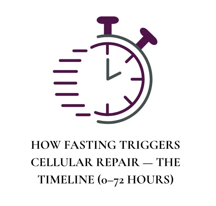 HOW FASTING TRIGGERS CELLULAR REPAIR — THE TIMELINE (0–72 HOURS)