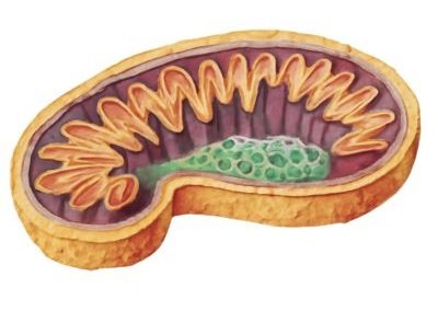 HOW FASTING TRIGGERS CELLULAR REPAIR